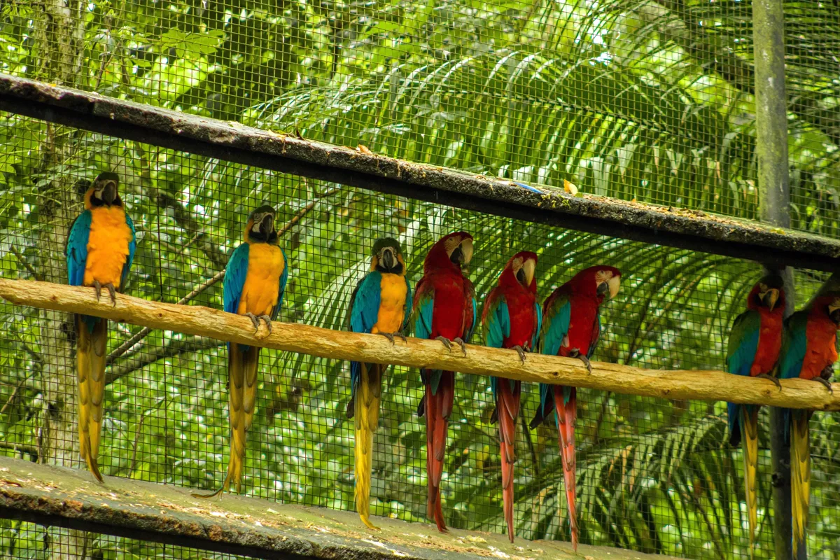 Colourful macaws in a tropical setting